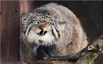 В Роевом ручье в День манула рассказали, как поживает Борис и нашли ли ему невесту