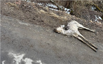 24-я жертва: в нацпарке Красноярские Столбы собаки загрызли еще одну косулю