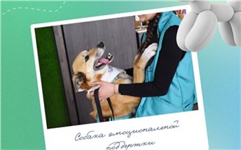 В аэропорту Красноярска сегодня пассажиров перед вылетом будут успокаивать собаки