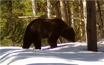 Проснувшийся медведь в заповеднике Красноярского края попал на видео