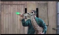 Рождение жирафа в Сибири (The birth of a giraffe in Siberia)