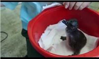 Пингвинёнок кушает
