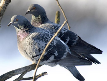 Гнёзда для голубей своими руками: гнездо из дерева, пенопласта