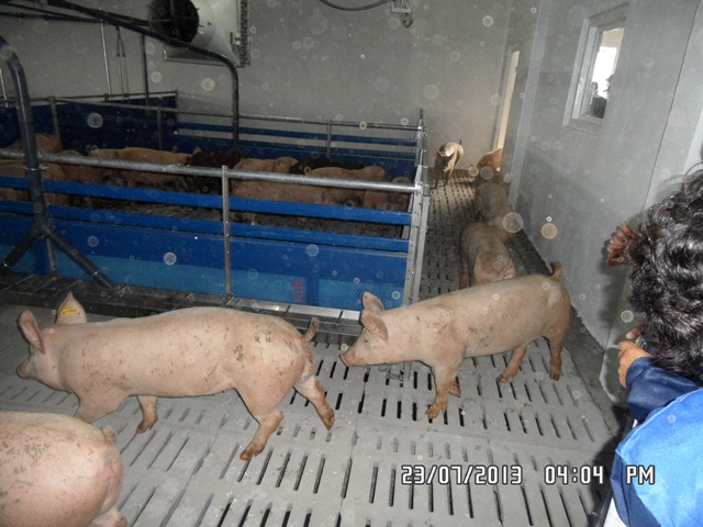 В Красноярский край привезли 500 породистых свиней из Канады