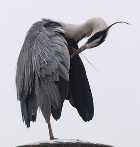 Чопорная цапля