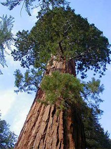 Самое большое дерево на Земле