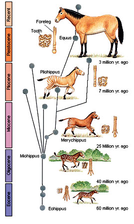 Эволюция лошадей