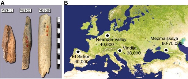 Места раскопок и кости, которые были использованы для анализа генома неандертальца