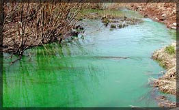 Река в Петропавловске-Камчатском окрасилась в ярко-зеленый цвет (http://img.rian.ru/images/6528/26/65282680.jpg)