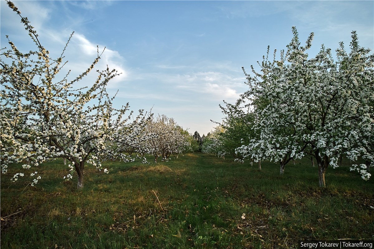 Яблоневый сад Красноярск остров Татышева