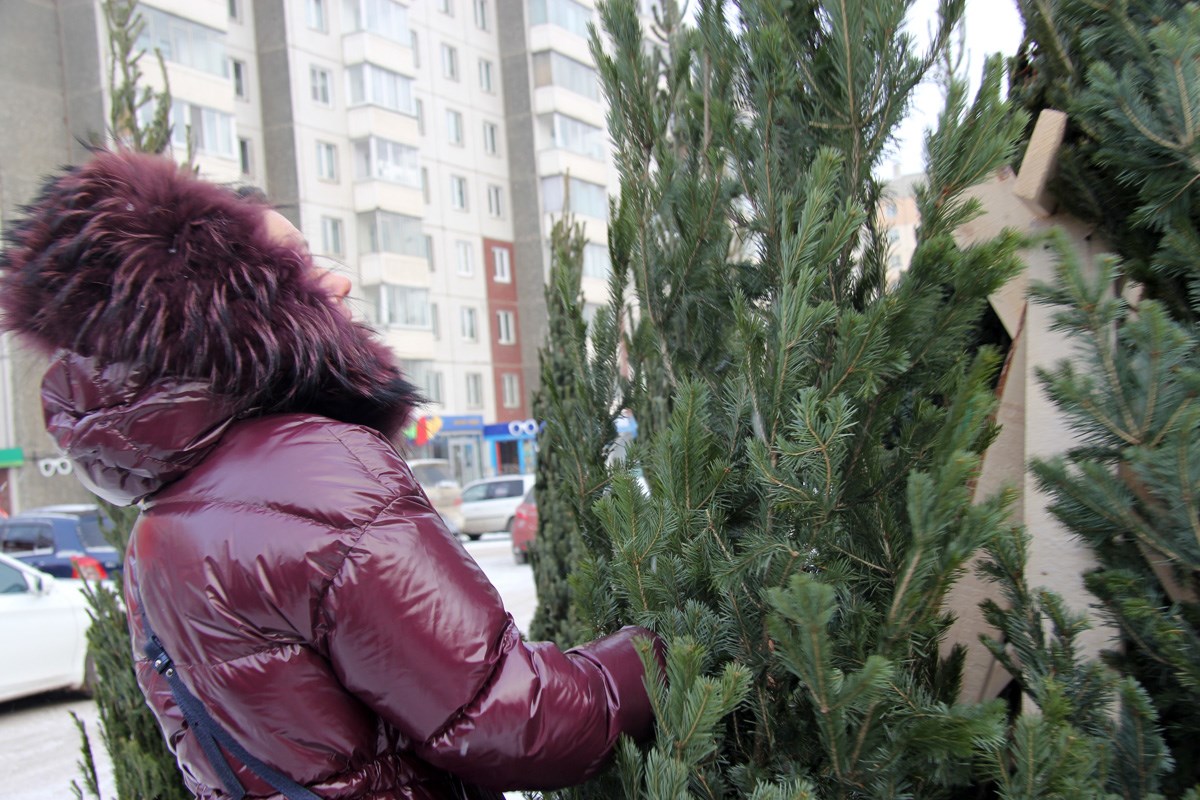 В Советском районе Красноярска открылись ёлочные базары | 20.12.2022 |  Красноярск - БезФормата