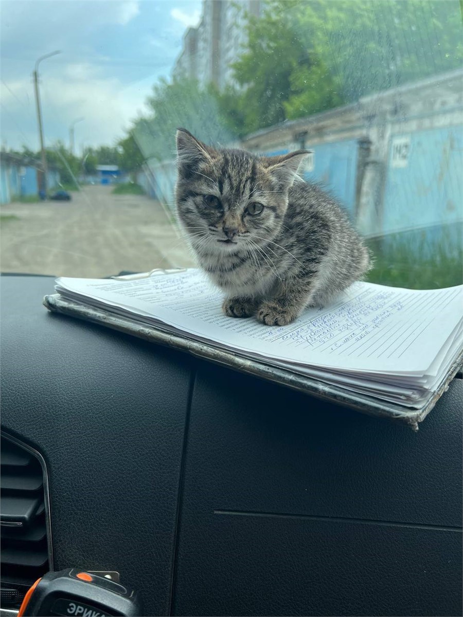 Полицейские спасли котят из запертого гаража в Красноярске (видео) |  19.06.2023 | Красноярск - БезФормата