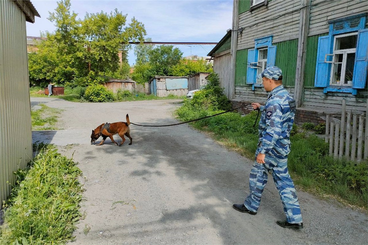 В Ачинске полицейский пес по кличке Зиггер помог найти подозреваемого в  преступлении (видео) | 21.06.2023 | Красноярск - БезФормата