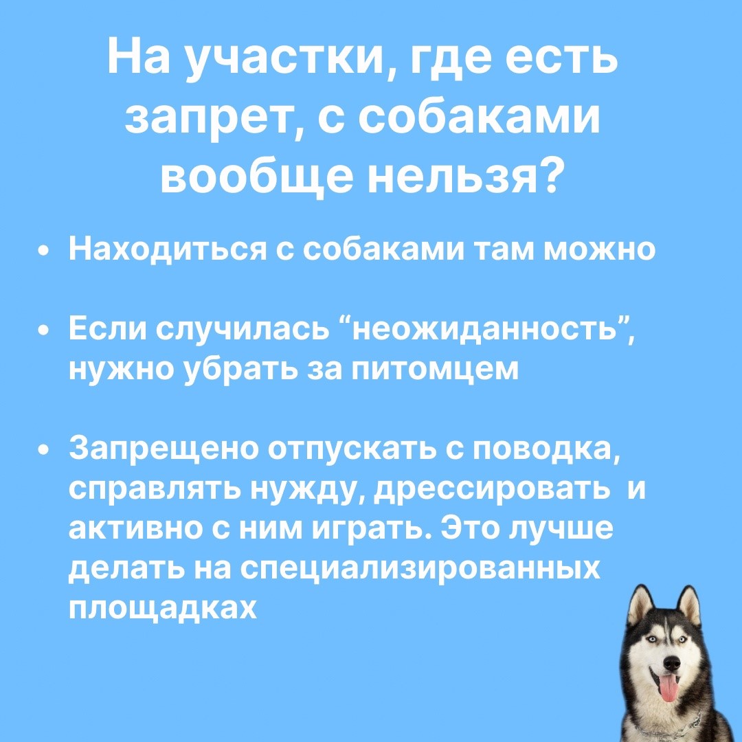 Красноярцам объяснили новые правила выгула собак | 24.07.2023 | Красноярск  - БезФормата