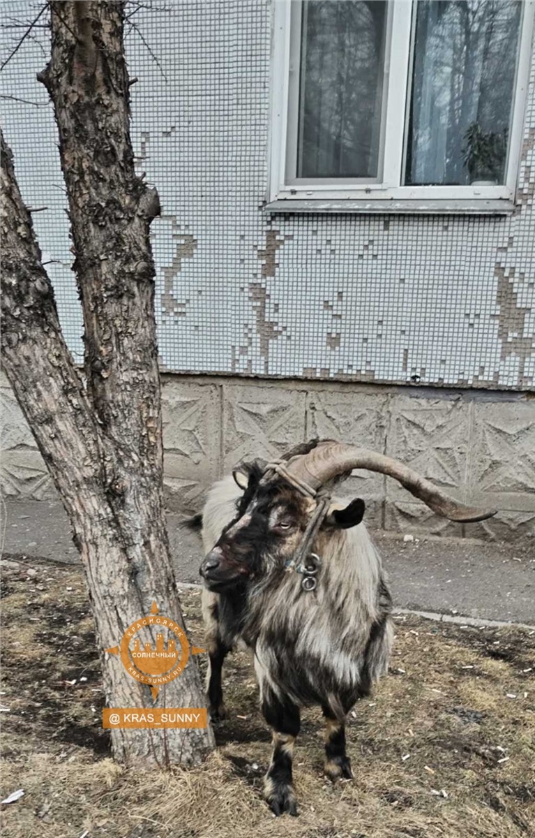 Жаль животину!»: красноярцы встретили козла в микрорайоне Солнечный |  02.04.2024 | Красноярск - БезФормата