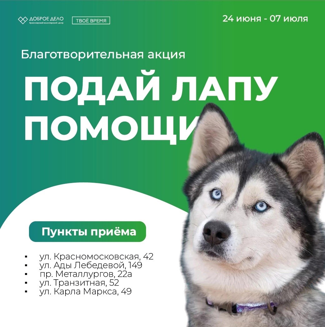 Красноярцев вновь просят помочь приютам для животных едой и вещами |  26.06.2024 | Красноярск - БезФормата