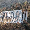 В Канском районе вопреки запрету два рыбака наловили на 21 тысячу рублей ущерба