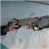 Затягивание сноса аварийных домов на Армейской в Красноярске привело к уголовному делу