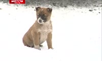 Красноярские догхантеры открывают охоту на бездомных собак