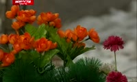 Красноярцы в скором времени лишатся кладбища «Бадалык»