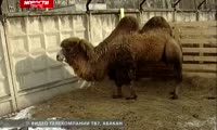 Владельцы абаканского парка продают верблюда