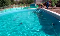 Пингвинёнок Чуди и новый бассейн