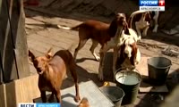 Собаки атаковали жителей улицы Давыдова