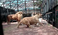 Как развлекаются зоологи. Перетягивание каната со львом