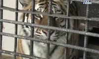 В зеленогорском зоопарке скончался тигр