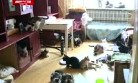 Женщина завела в квартире полсотни кошек