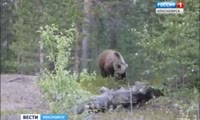 На станции Крючково дачников пугает медведь