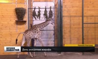 День рождения жирафа Радуги отметили в Нижнем Новгороде