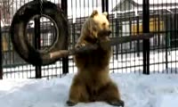Сибирский ответ Кунг-фу Панде —  мастерство медведя Памира