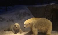 Брачные игры белых медведей в парке «Роев ручей»