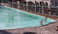 Пингвины открывают купальный сезон