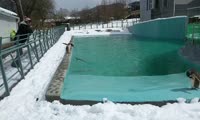 Пингвины купаются в бассейне в «Роевом ручье»
