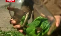 Красноярца на прогулке в Академгородке укусила ядовитая змея