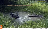 Медведи в «купальне»