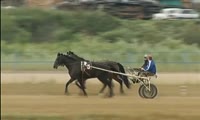 Анатолия Быкова обвиняют в присвоении лошадей