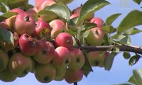 Красноярцев попросили пока не собирать яблоки на острове Татышев
