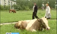 По улицам Назарова разгуливают безнадзорные коровы
