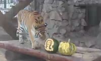 Тигрица-предсказательница