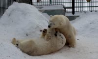 Белые медведи из Парка «Роев ручей» милуются