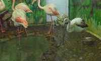 Фламинго Вася и Маруся в общем вольере