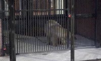 Белый медвежонок прибыл в красноярский зоопарк 