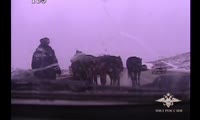 Табун лошадей на Северном шоссе в Красноярске
