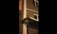 Маленький совёнок прилетел к многоэтажке в красноярском Покровском
