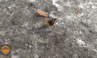 В красноярском Солнечном проснулись бабочки