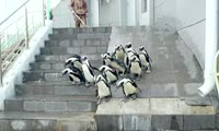 Пингвины переехали в летний вольер