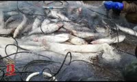 Задержание красноярского браконьера-рыболова